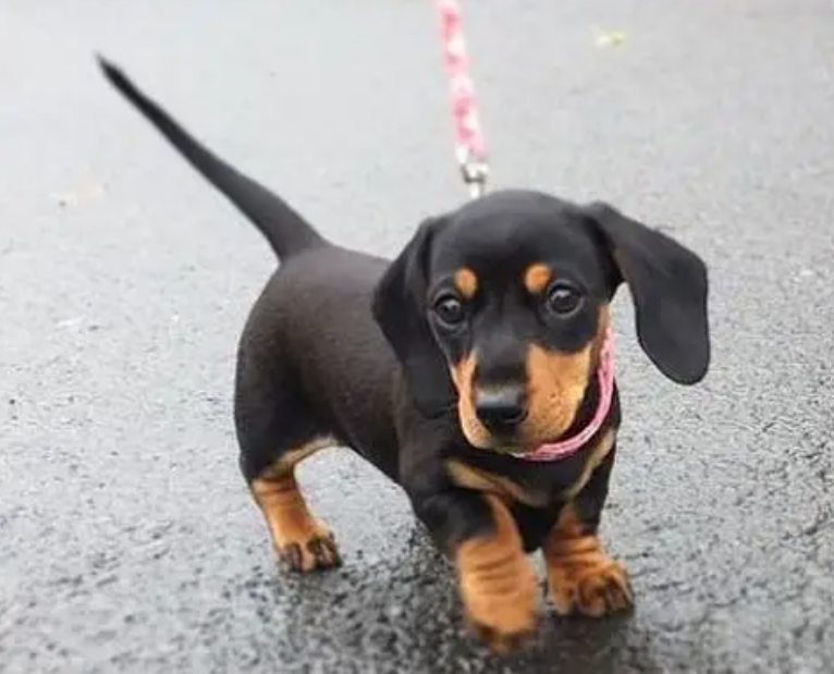 Dachshund Black and Tan Puppies for sale in Downtown Beirut
