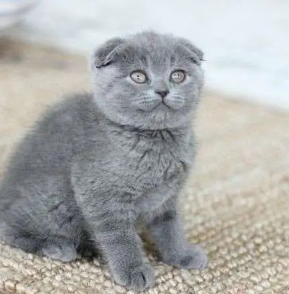 Scottish fold kitten cat for sale in Hazmiyeh Baabda