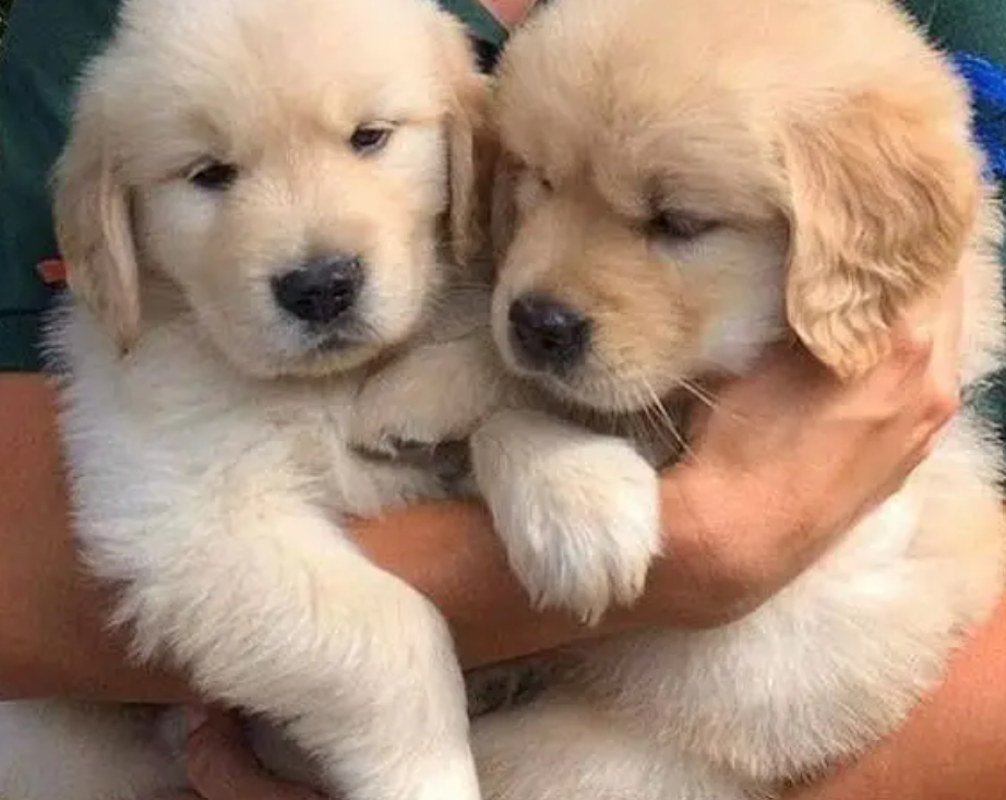Golden Retriever Puppies for sale in Jal El Dib Metn
