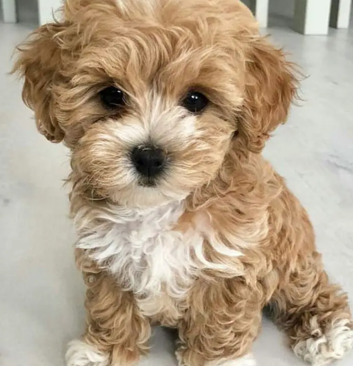 Cute & Fluffy Maltipoo Available - Dog for sale in Mar Elias Beirut