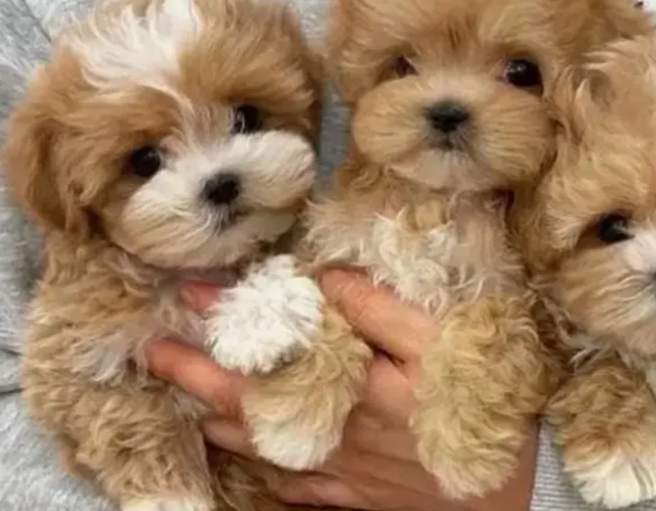 Cute Toy Maltipoo imported for sale in Hazmiyeh Baabda