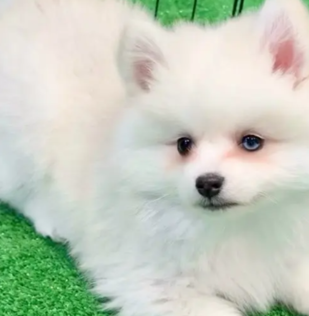 Adorable Pomsky puppy for sale in Achrafieh Beirut