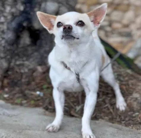 chihuahua for sale in Dekwaneh Metn