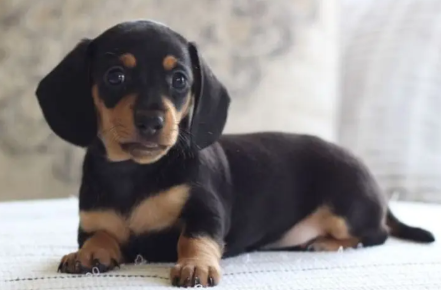 Dachshunds puppies for sale in Baouchriye Metn