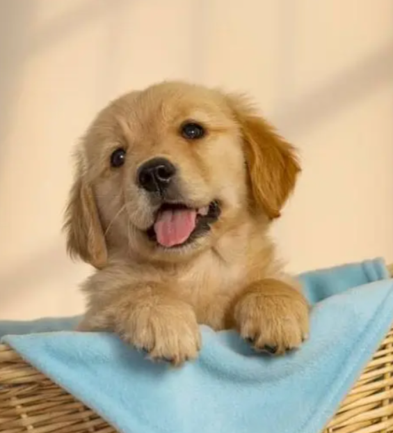 Puppuies for sale in Baouchriye Metn