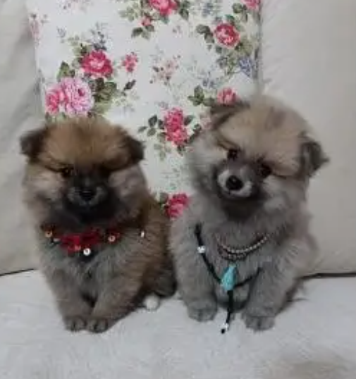 Puppies for sale in Jal El Dib Metn