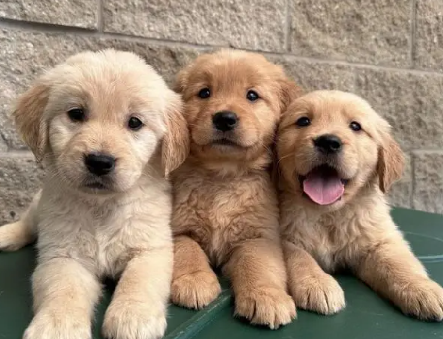 puppies for sale in Fanar Metn
