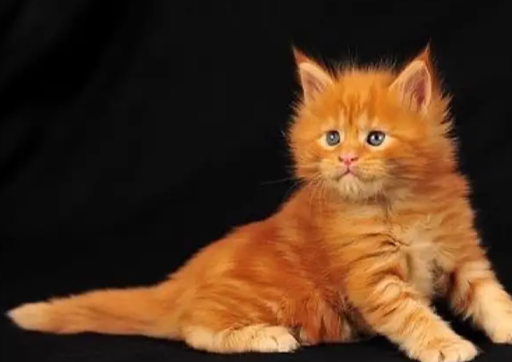 mainecoon maine coon imported for sale in Baouchriye Metn