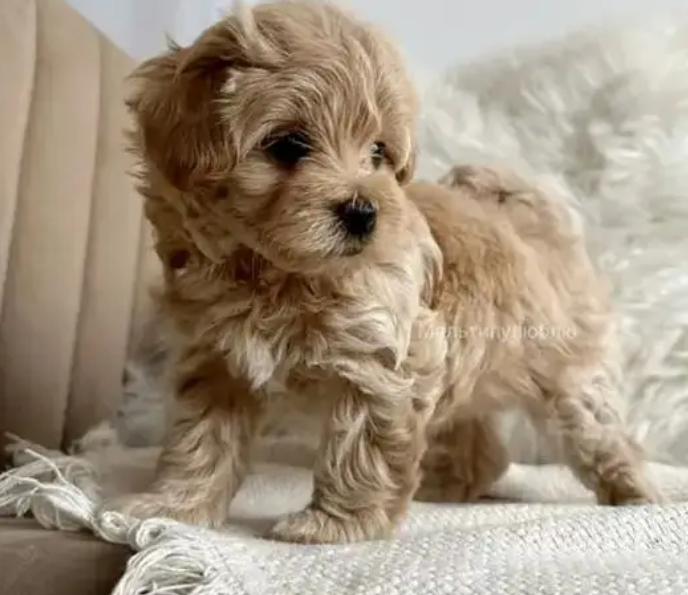Toy Maltipoo Puppies for sale in Jdaide Metn