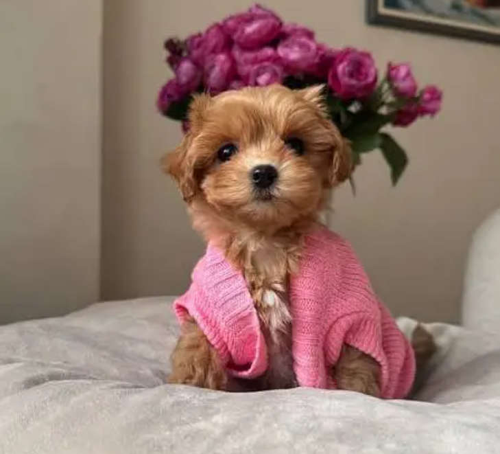 Small Toy Maltipoo Puppies  for sale in Jdaide Metn
