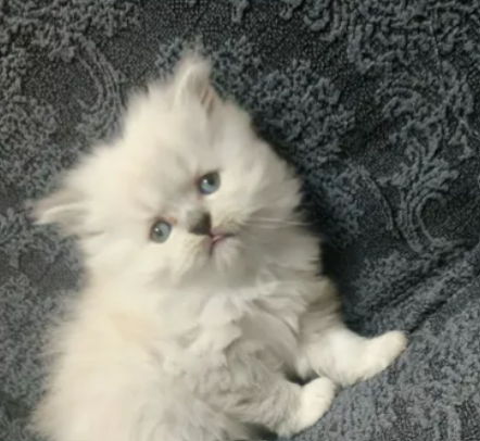 cat baby for sale in Tariq el Jdideh Beirut