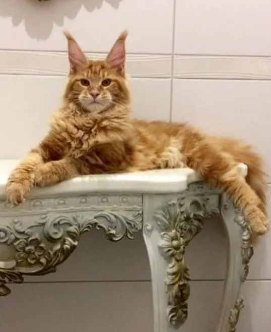 Beautiful Maine Coon Kitten / cat for sale in Achrafieh Beirut