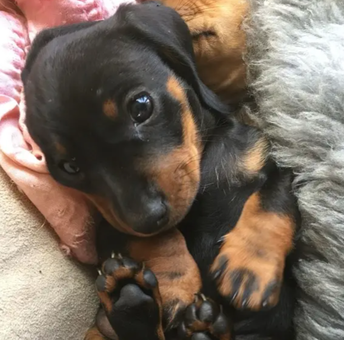 puppy for sale in Zalka Metn