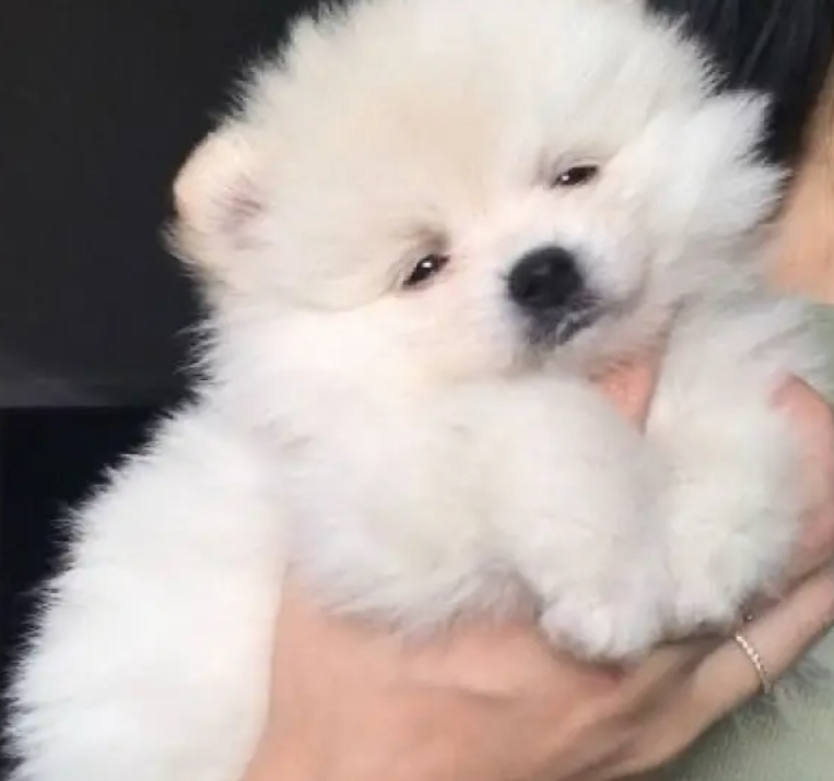 Pomeranian spitz Delivery for sale in Antelias Metn