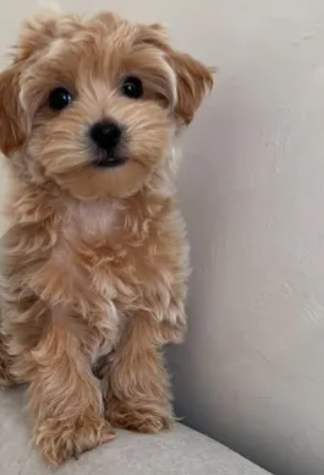 Maltipoo Puppies for sale in Hazmiyeh Baabda