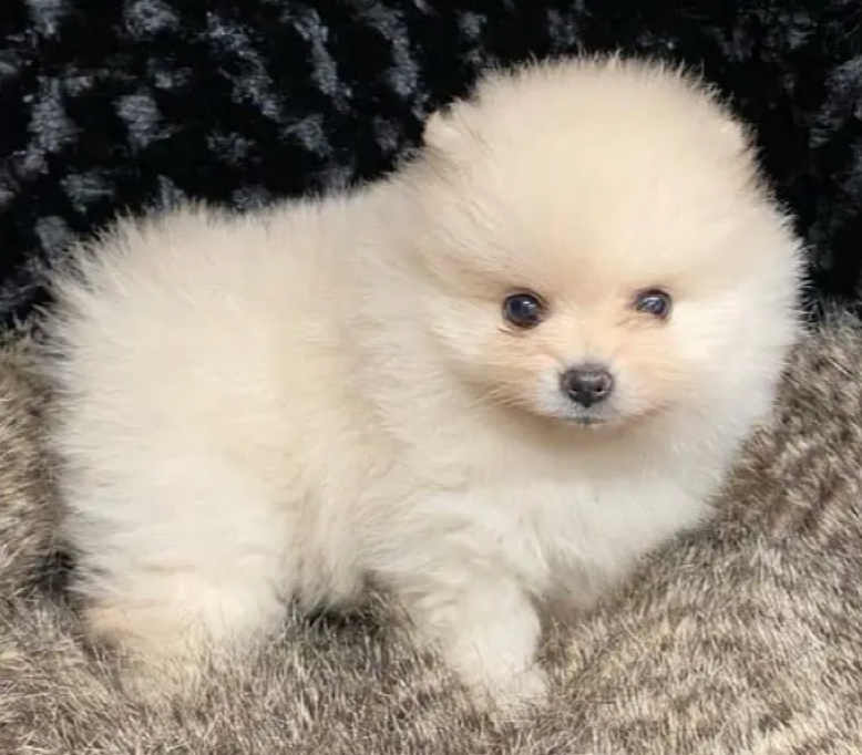 puppy for sale in Zalka Metn