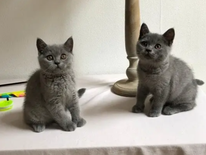 British shorthair kitten for sale in Baouchriye Metn