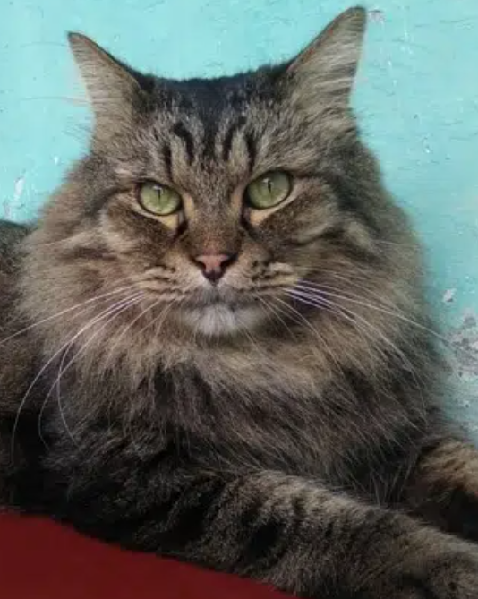 Mainecoon Kitten imported for sale in Baouchriye Metn