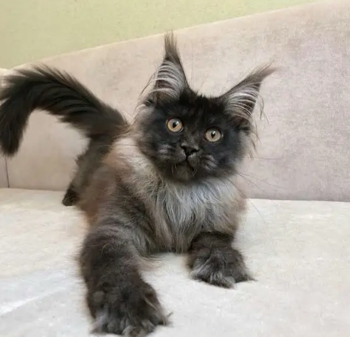 Imported Mainecoon Kitten Delivery Jal El Dib Metn