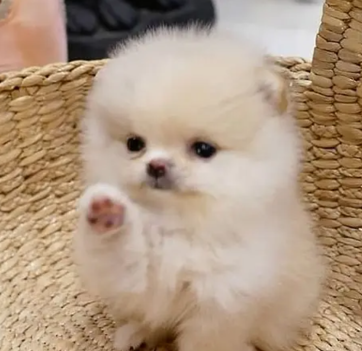 pBaouchriye Metnomeranian puppy teacup Imported for sale in