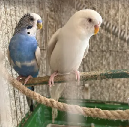 karawan roz budgies for sale in Bourj Hammoud Metn