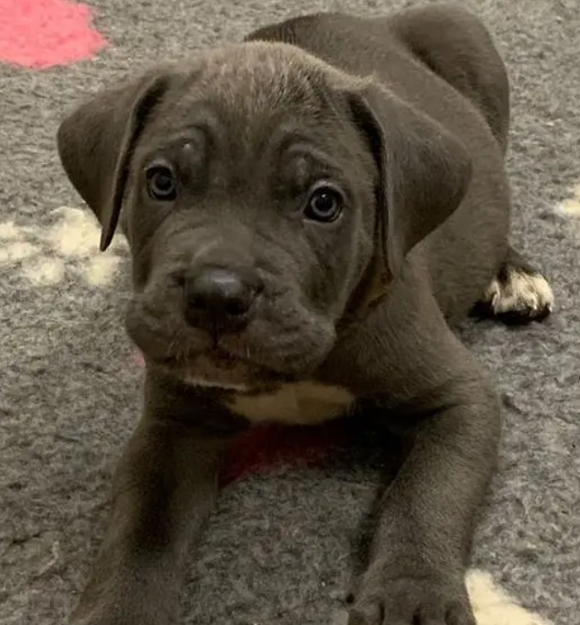 Cane Corso Blue Puppies for sale in Achrafieh Beirut