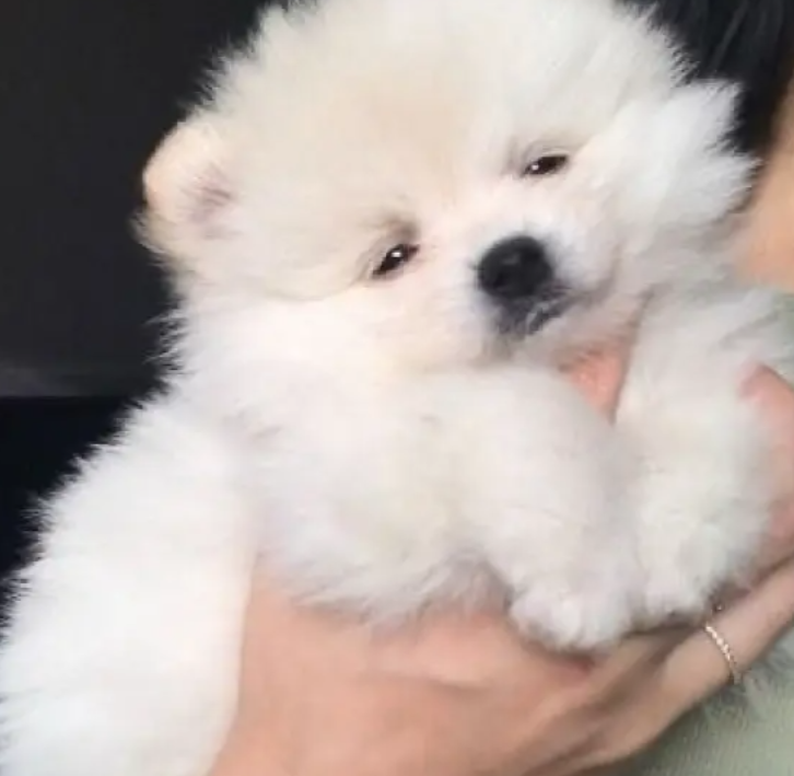Pomeranian spitz Delivery for sale in Antelias Metn