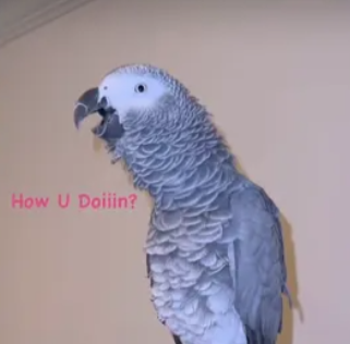 casko parrot Al Mina Tripoli