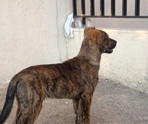 Malinois Mix Puppy for sale in Dbaye Metn