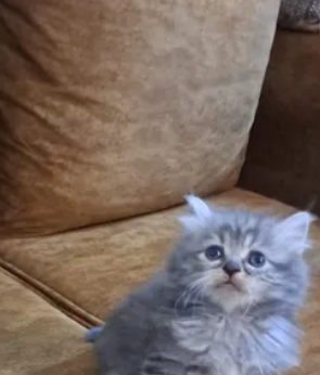 persian , himalayen kittens for sale in Aaramoun Aley