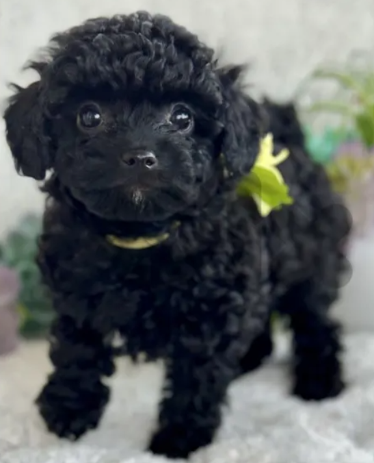 Poodle Puppies for sale in Achrafieh Beirut
