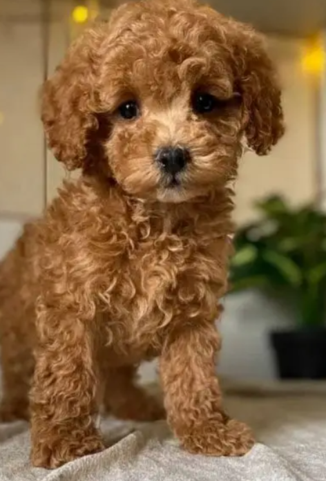 Poodle Puppies for sale in Bsalim Metn