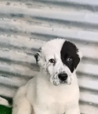 male and female for sale in Zouk Mosbeh Keserouan
