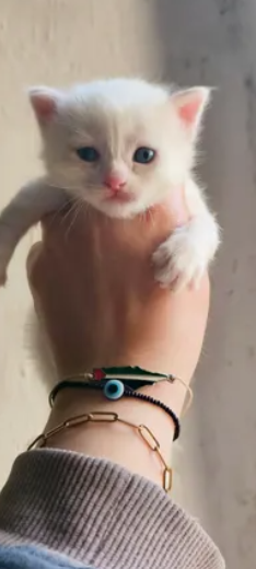 قطة بيضاء جميلة للبيع في عكار