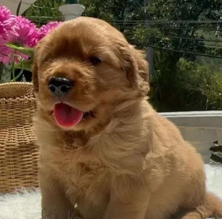 RED Golden Retriever puppy for sale in Jdaide Metn