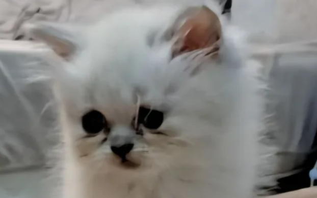 persian , himalayen kittens for sale in Aaramoun Aley