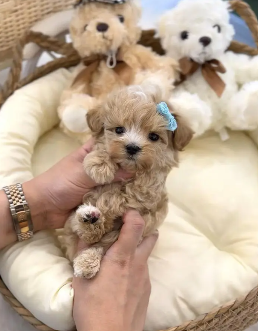 Tiny Toy Maltipoo Puppies for sale in Dbaye Metn