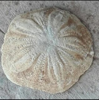 حجر اتاري فاس