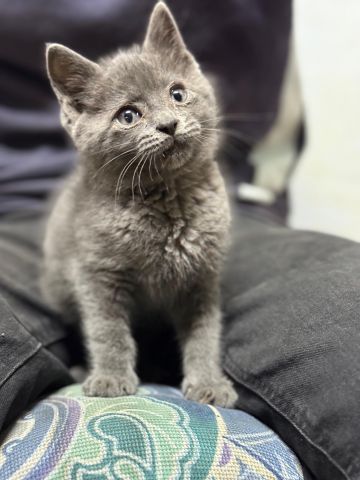 British shorthair Arrondissement de Ménara مراكش