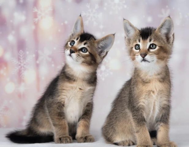 Chatons caracat f1 f2 f3 f4 f5 فاس