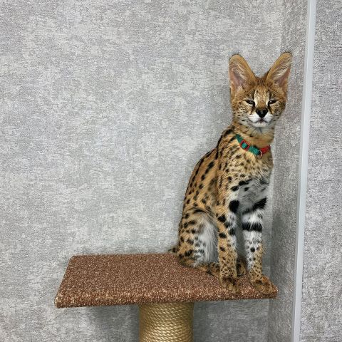 Chatons serval , savannah et caracal الدار البيضاء
