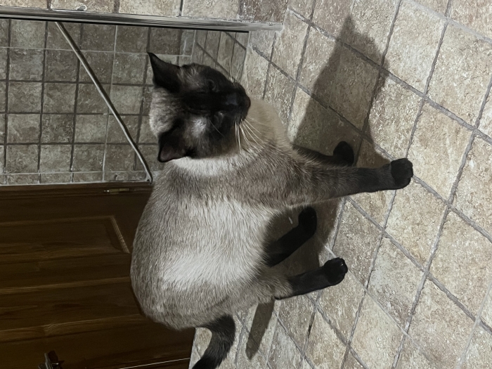 Chat à vendre  طنجة