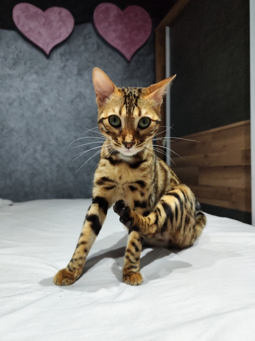 Chat bengal à vendre طنجة