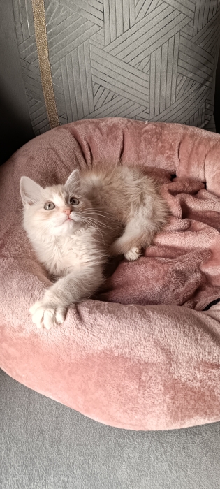 Chat sibérien crème à poil long