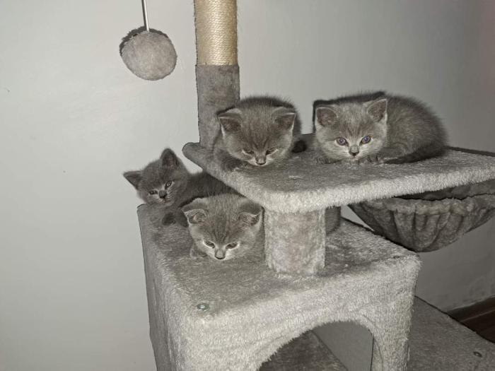 Chatons scottish straight & british shorthair الدار البيضاء