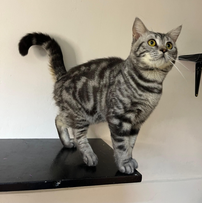 Chaton scottish straight marble à vendre طنجة