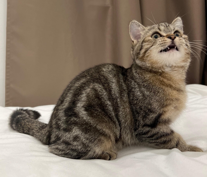 Chaton scottish straight disponible طنجة