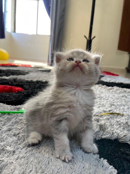 Chaton scottish fold à vendre طنجة