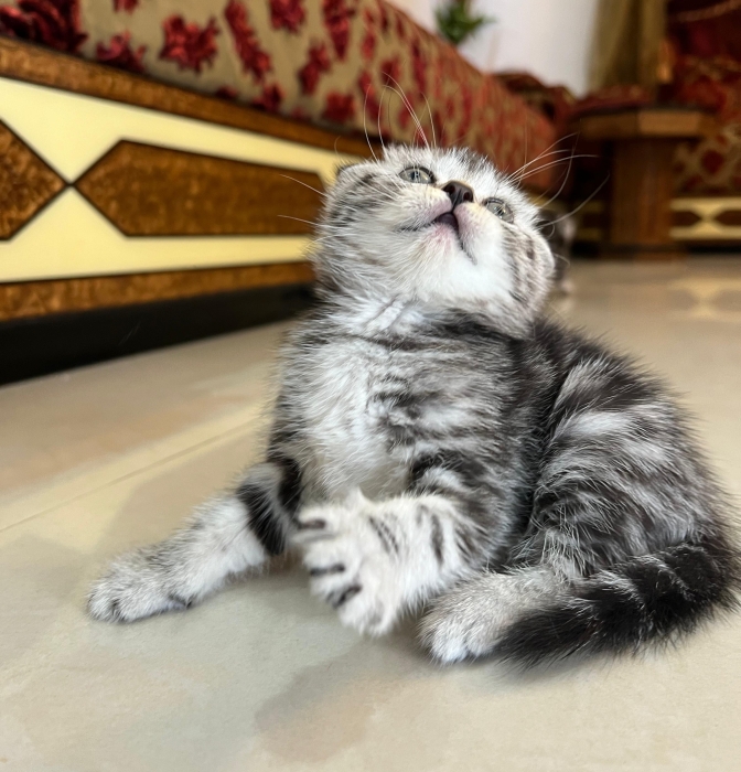 Adorable scottish fold à vendre طنجة