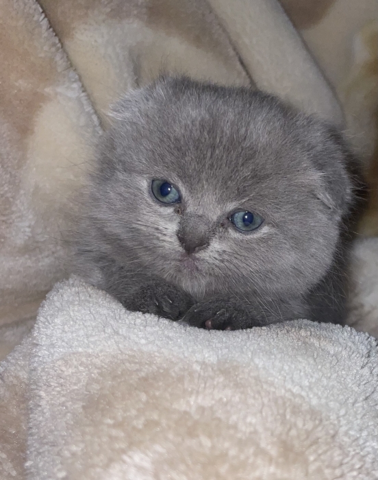 Magnifique chat scottish adulte طنجة